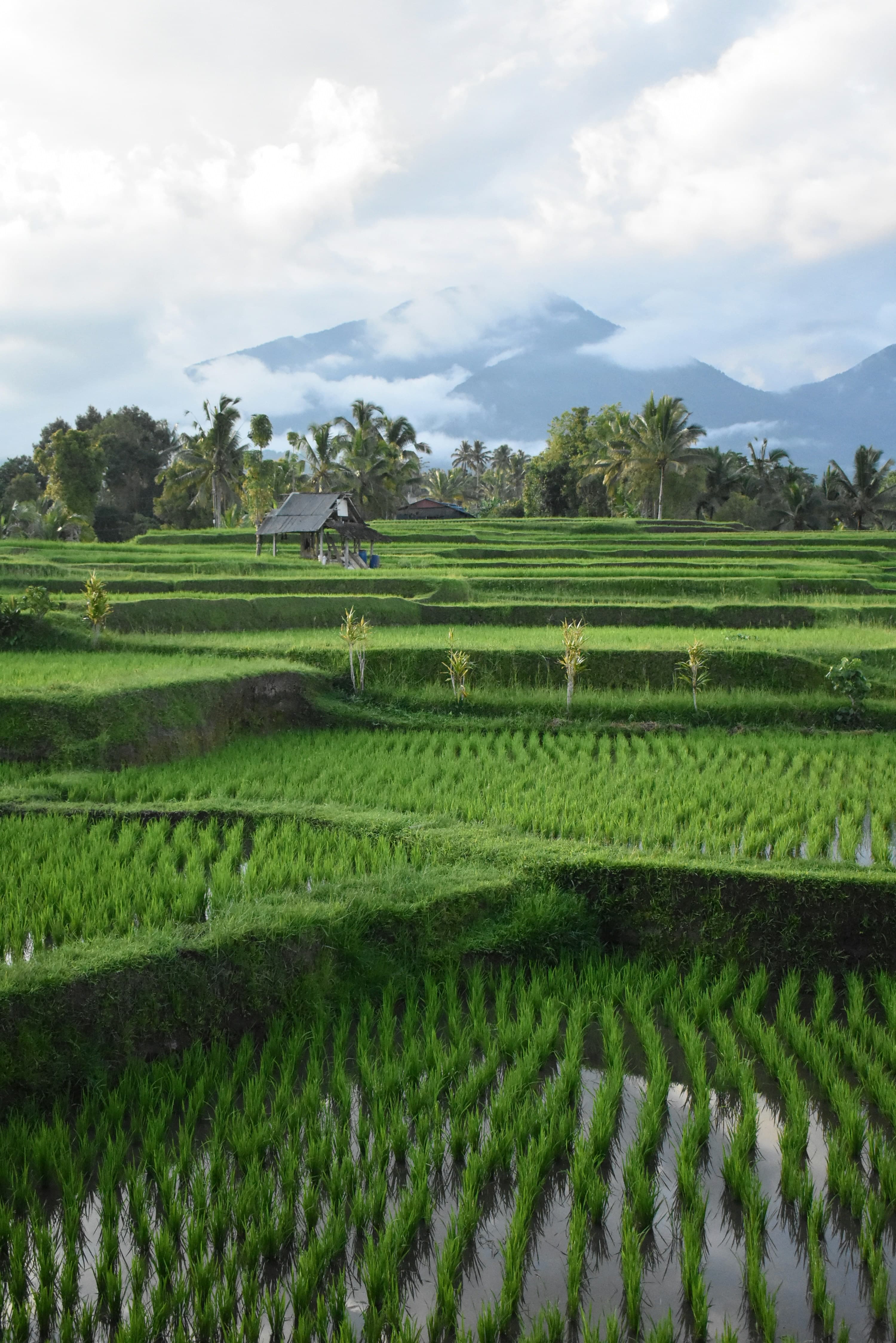 Bali rice terraces and misty mountains — a calm scene from the Kasero network